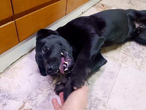 🌟 BRANDO, IL CUCCIOLO CHE ASPETTA SOLO DI ESSERE AMATO 🌟 Foto 4